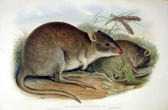Image of Aepyprymnus Garrod 1875