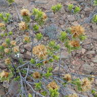 Image of Pteronia fasciculata L. fil.