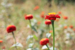 Imagem de Zinnia elegans Jacq.