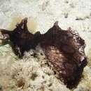 Image of Black-tailed sea hare