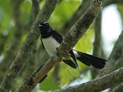 Image of Willie Wagtail