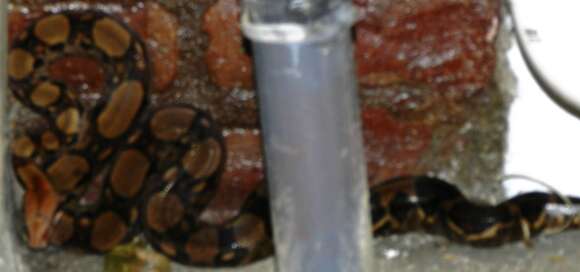 Image of Central American Boa