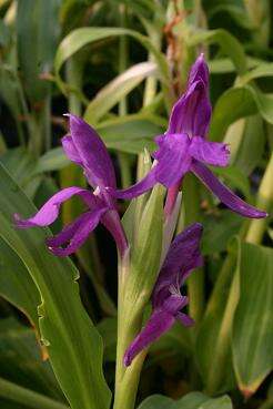 Image de Roscoea