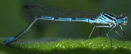 Image of Azure Bluet