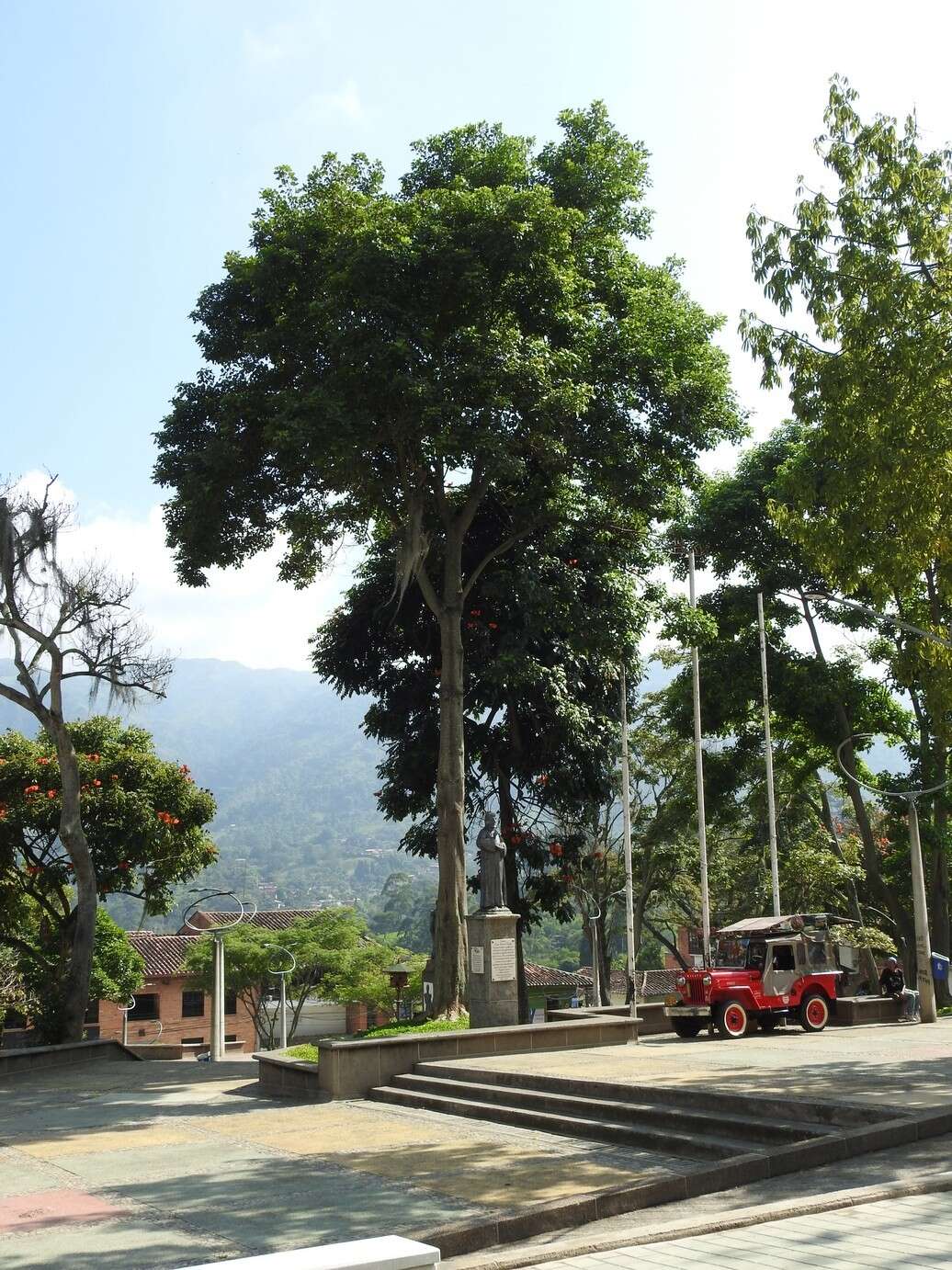 Plancia ëd Erythrina poeppigiana (Walp.) O. F. Cook