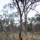 Image of Eucalyptus decipiens Endl.