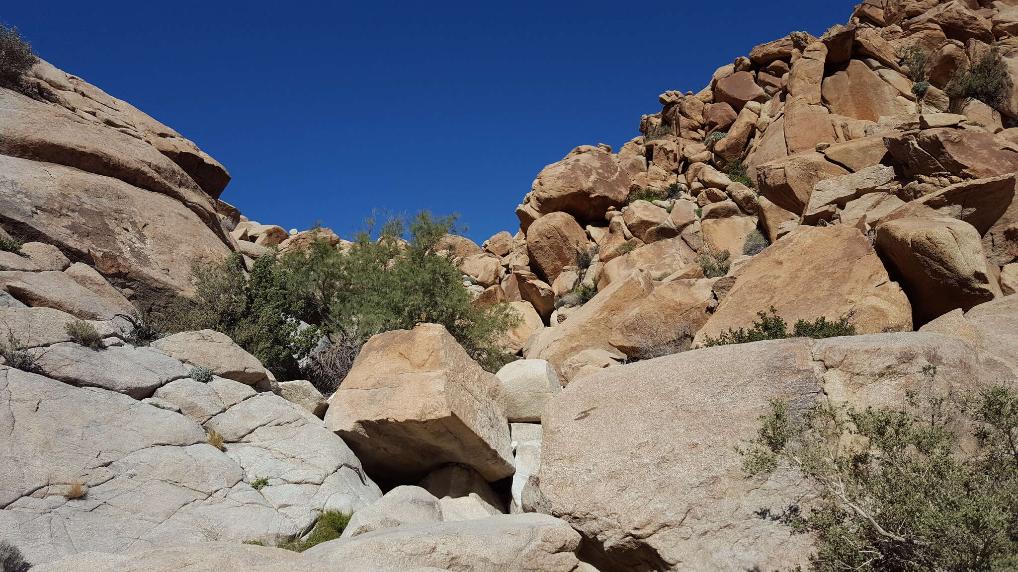 Image of Athel tamarisk