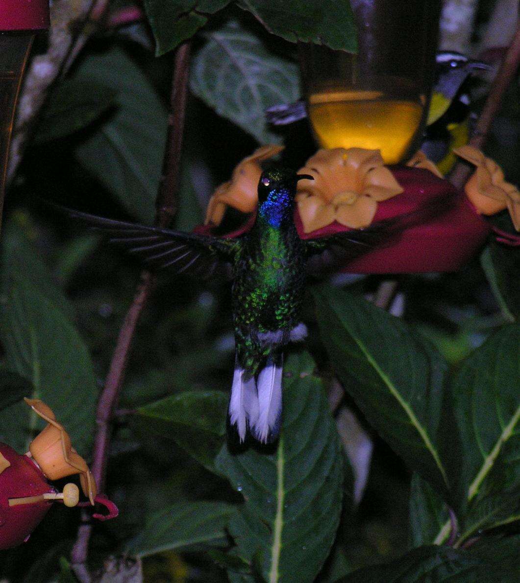 Image of White-tailed Sabrewing