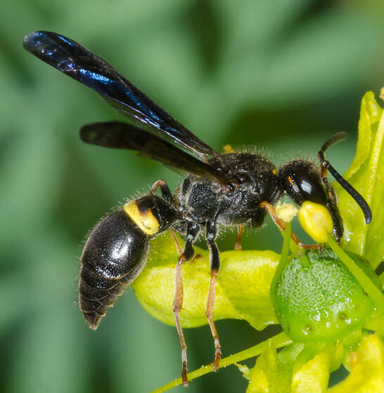 Image of Ancistrocerus unifasciatus (de Saussure 1853)