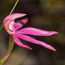 Image of Black-tongue caladenia