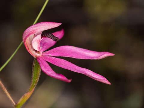 Image of Black-tongue caladenia