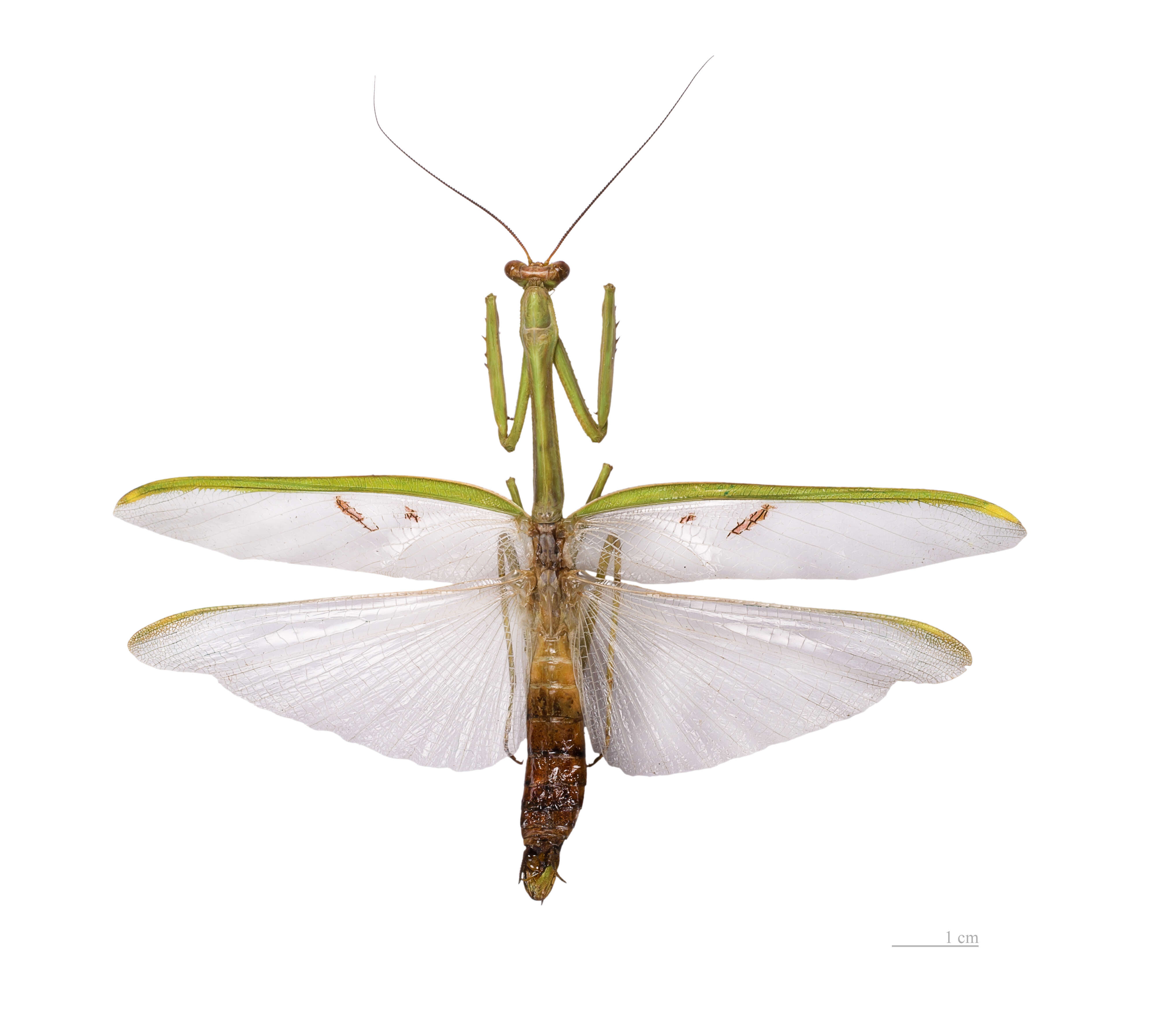 Image of Stagmatoptera flavipennis