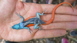 Image of Waterberg Flat Lizard