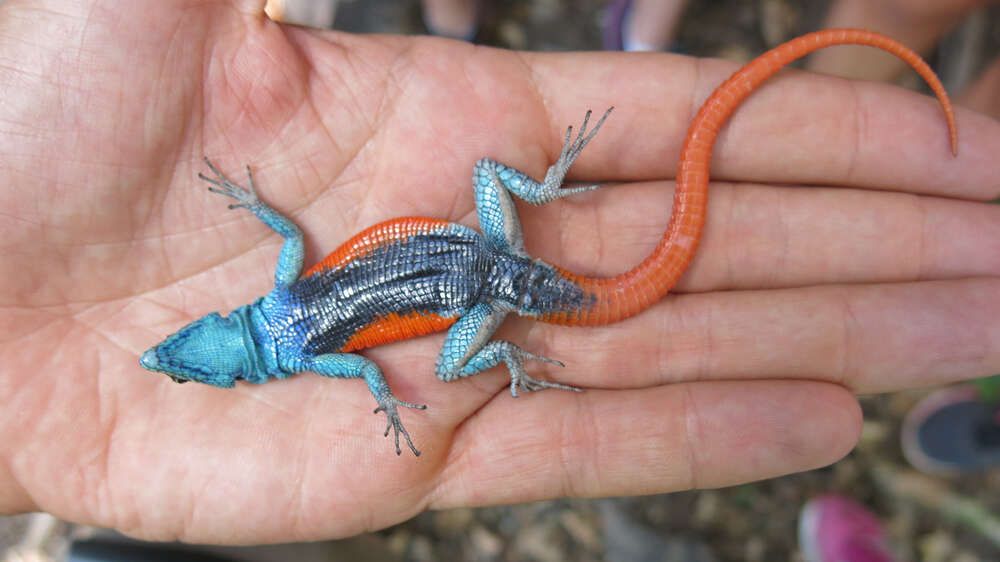 Image of Waterberg Flat Lizard