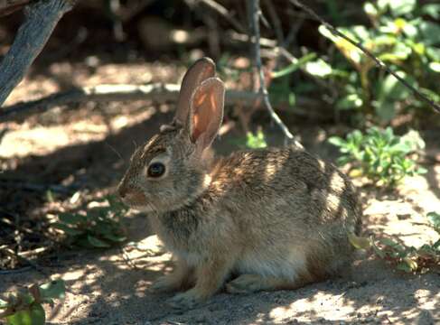 Image of Audubon's Cottontail