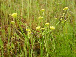 Image of Lomatium marginatum var. marginatum