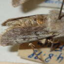 صورة Agrotis simplonia Geyer 1832