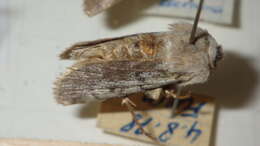 صورة Agrotis simplonia Geyer 1832