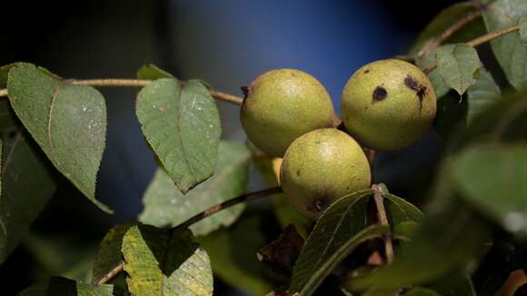 Imagem de Juglans mollis Engelm.