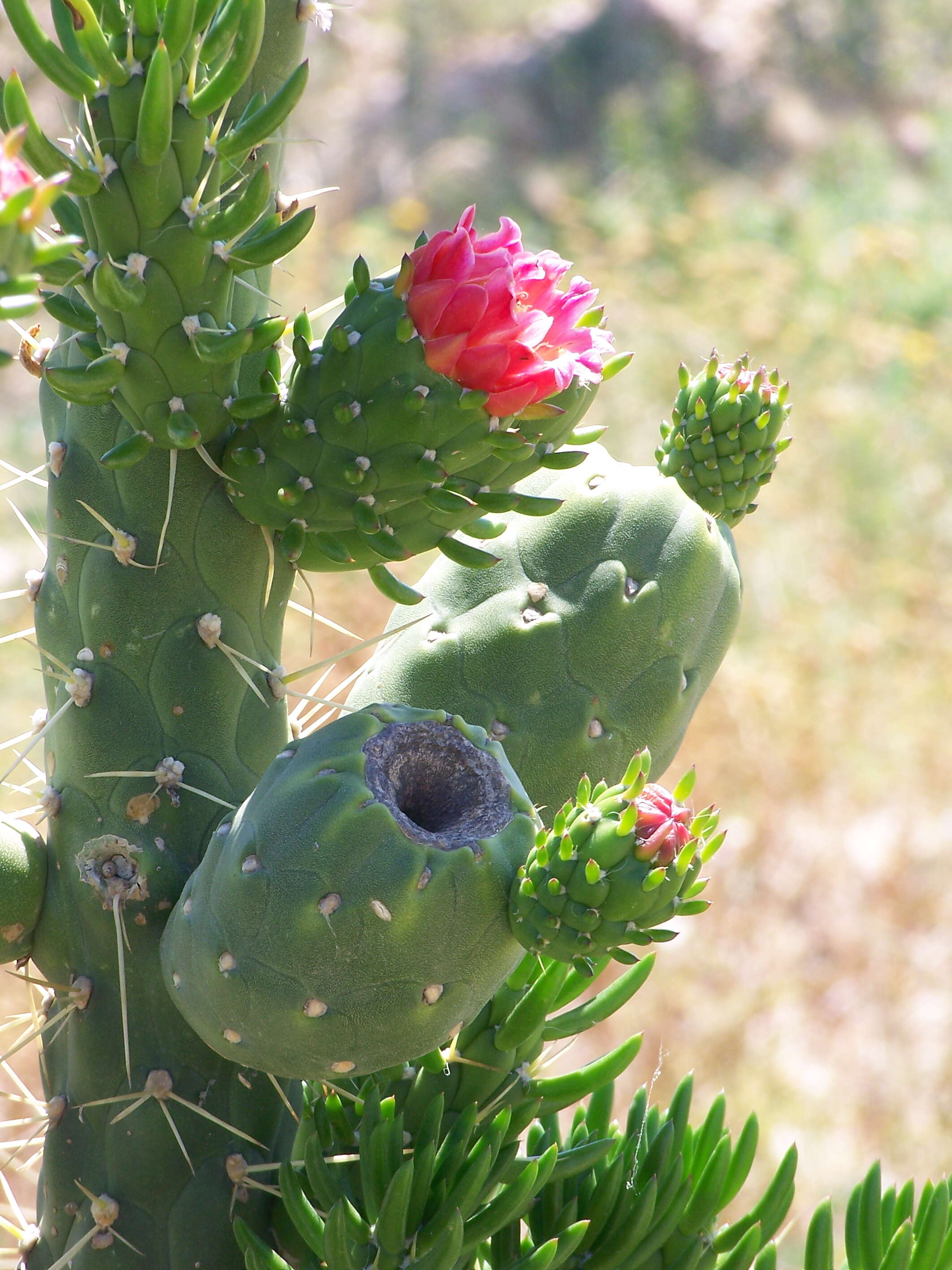 Image de Cylindropuntia imbricata (Haw.) F. M. Knuth