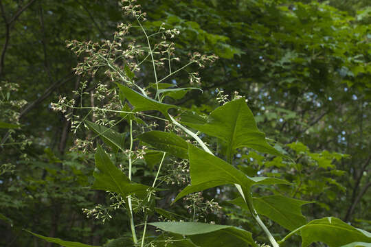 Plancia ëd Parasenecio hastatus (L.) H. Koyama