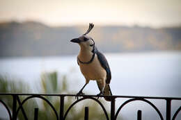 Image of Magpie-jay