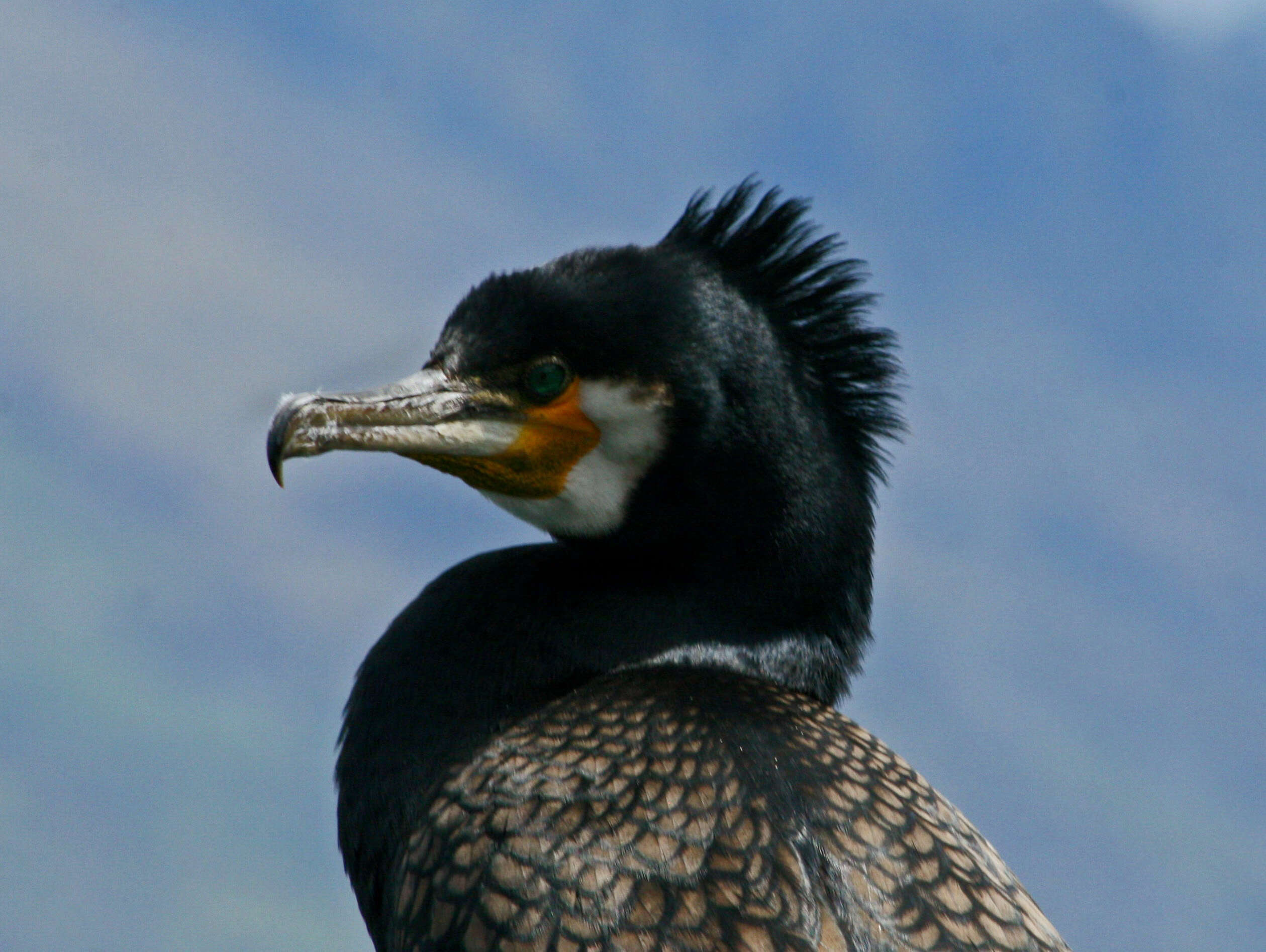 Image of Black Shag