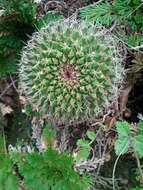 Image de Mammillaria mystax Mart.