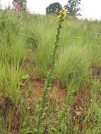 Image of Berkheya echinacea subsp. echinacea