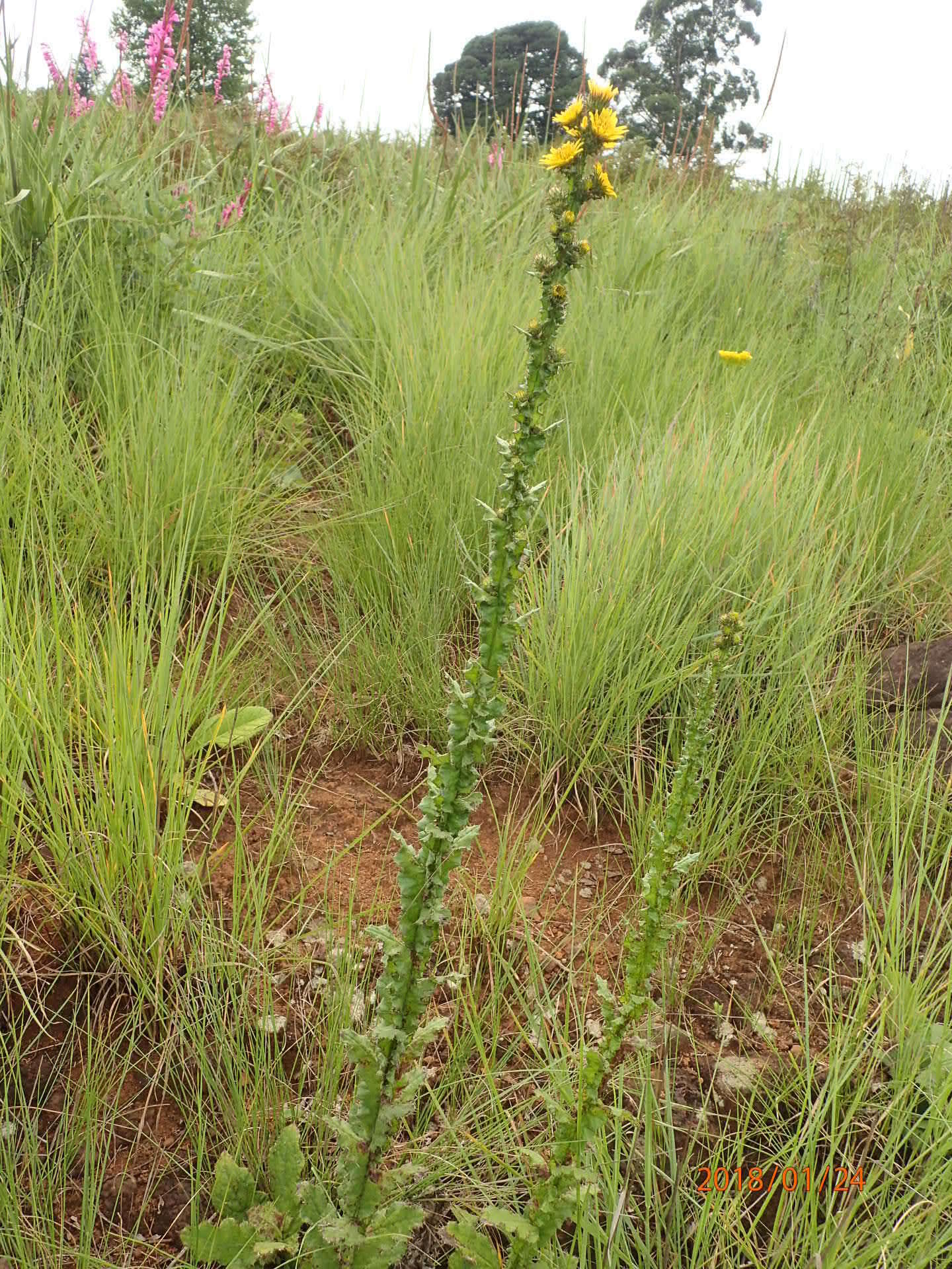 Image of Berkheya echinacea subsp. echinacea