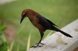 Image of Boat-tailed Grackle