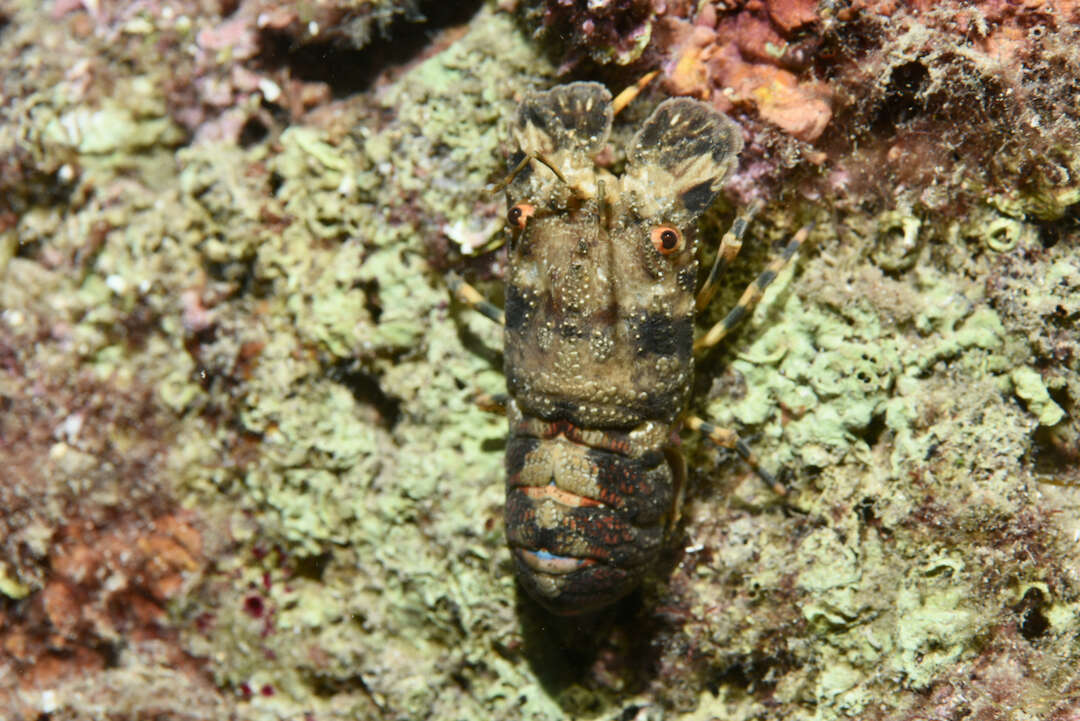 Image of Small European Locust Lobster