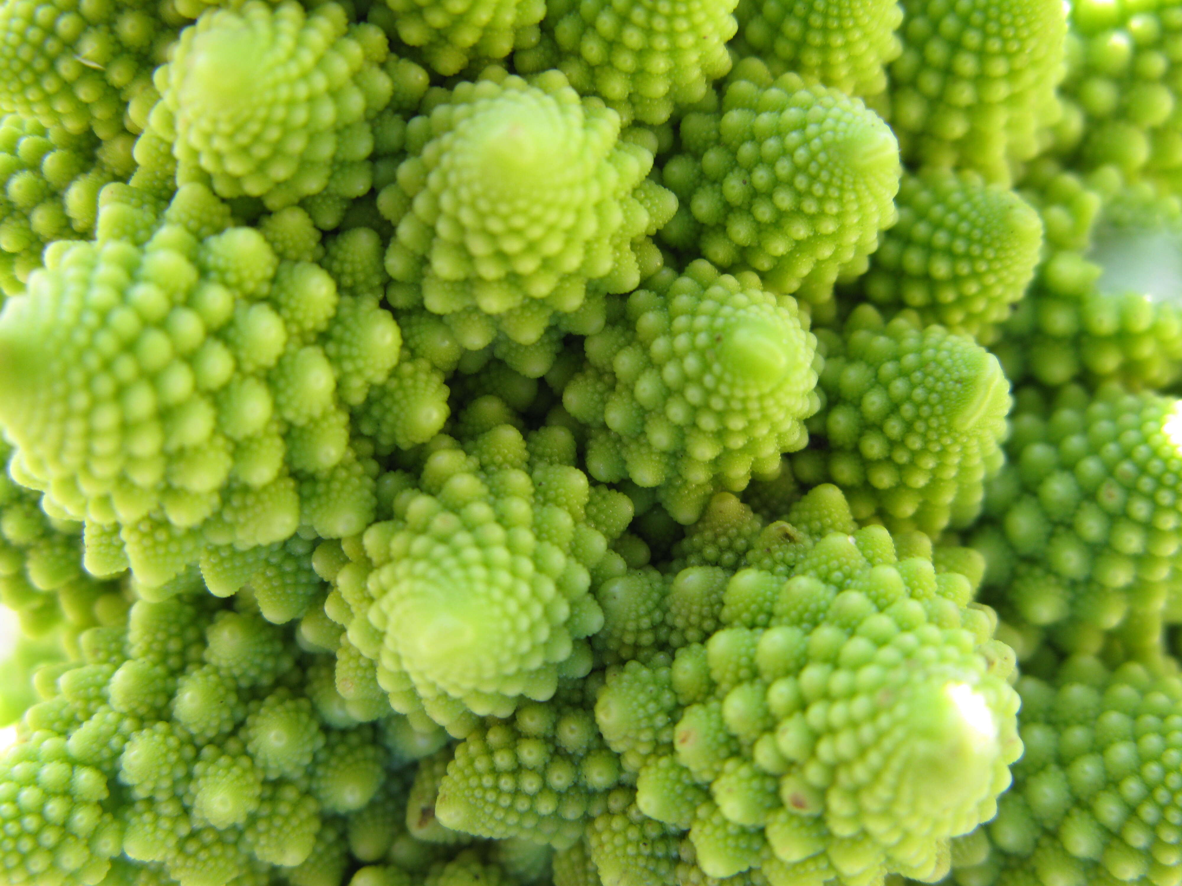 Image of white cabbage