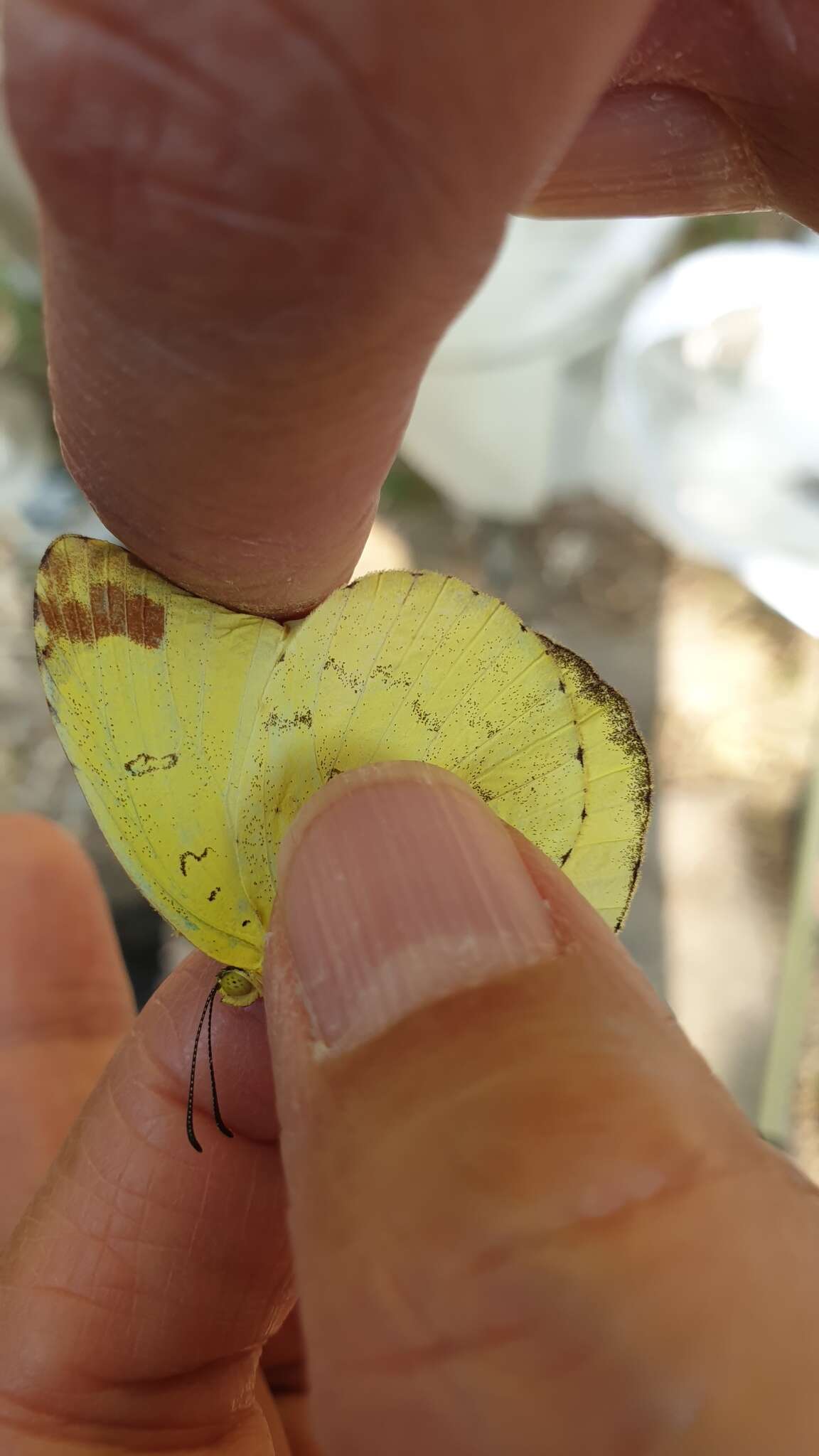 Image of <i>Eurema blanda arsakia</i>