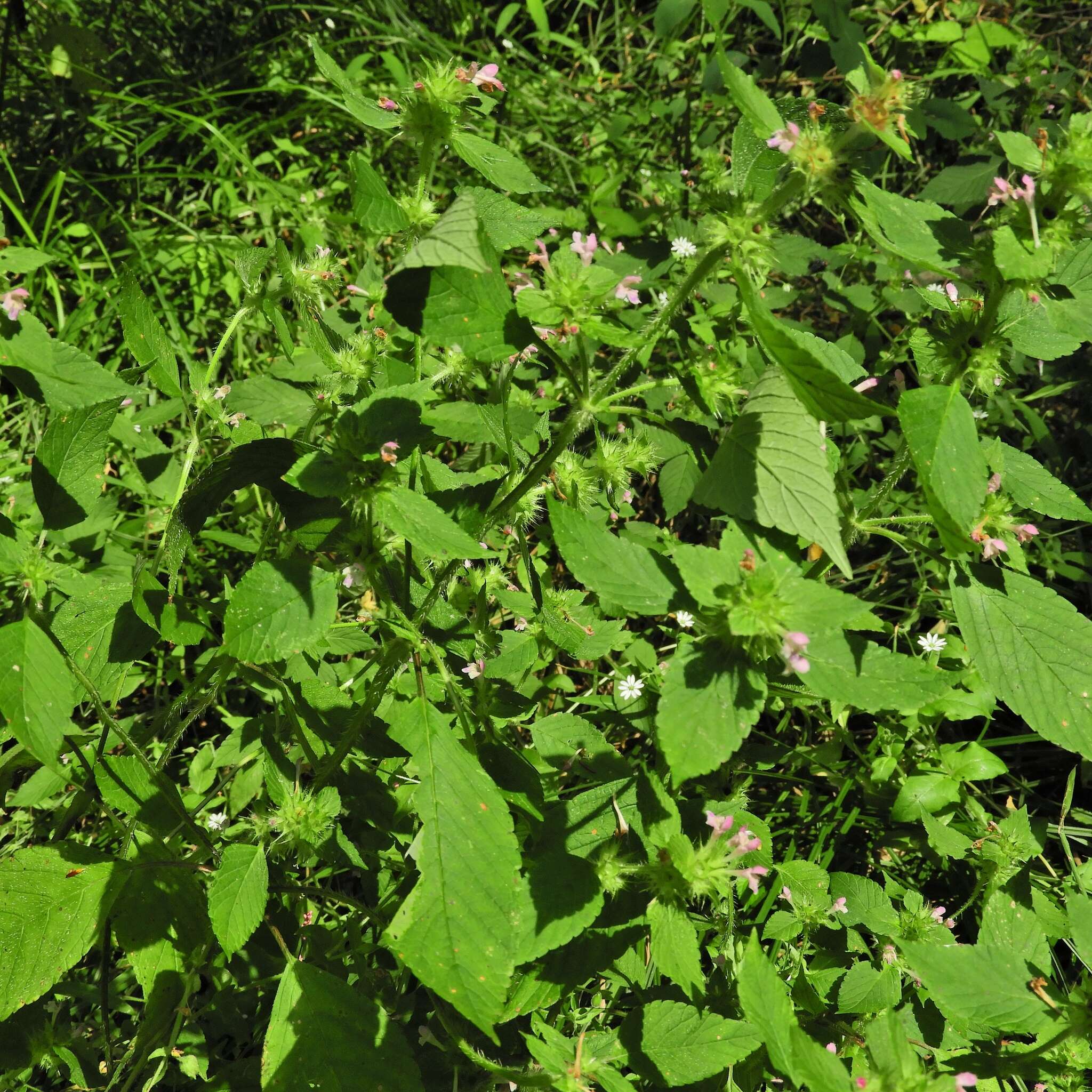 Image of lesser hemp-nettle