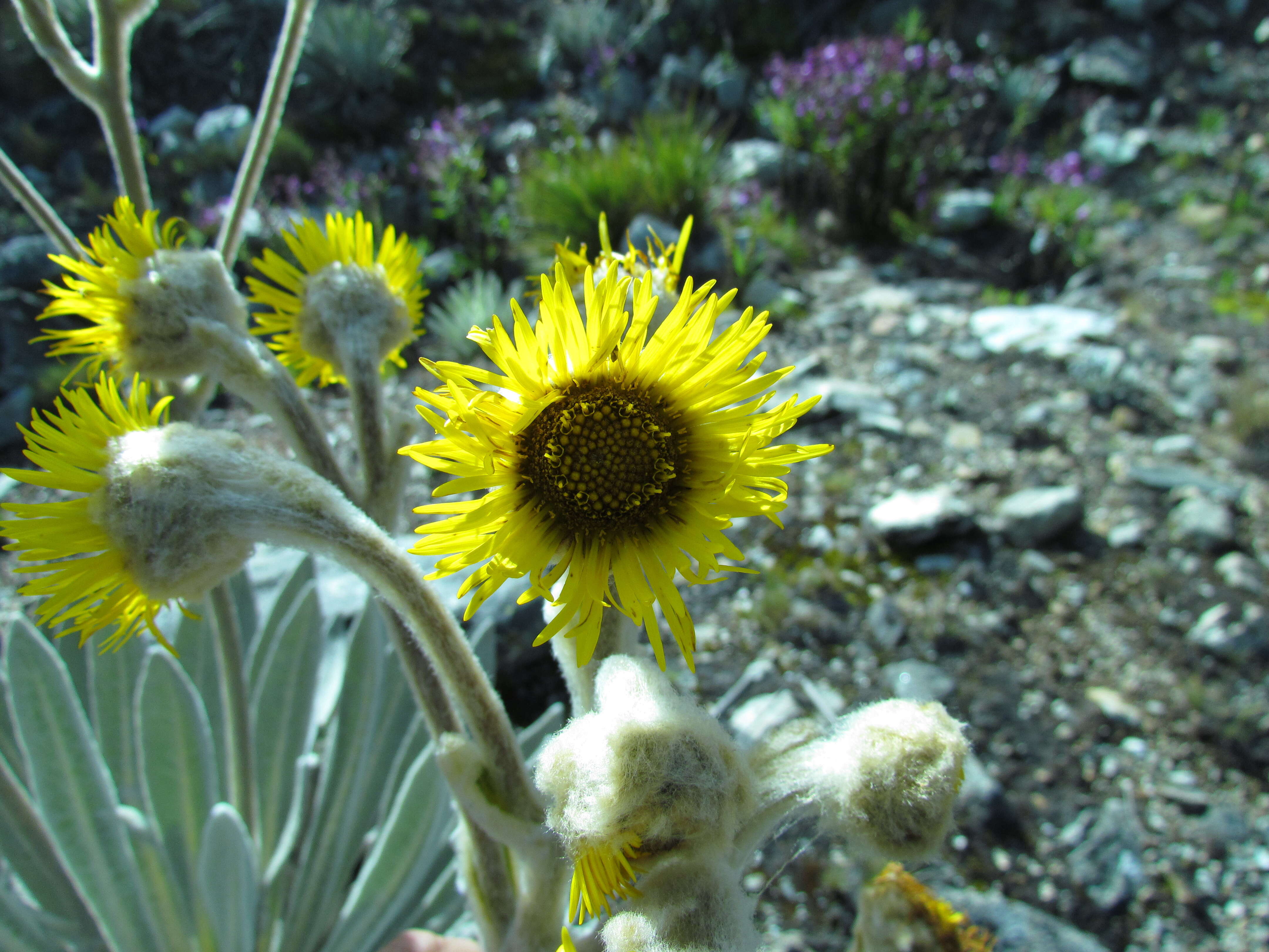 Image of Espeletia schultzii Wedd.