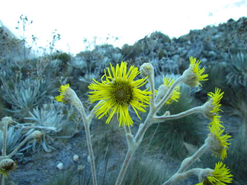 Image of Espeletia schultzii Wedd.