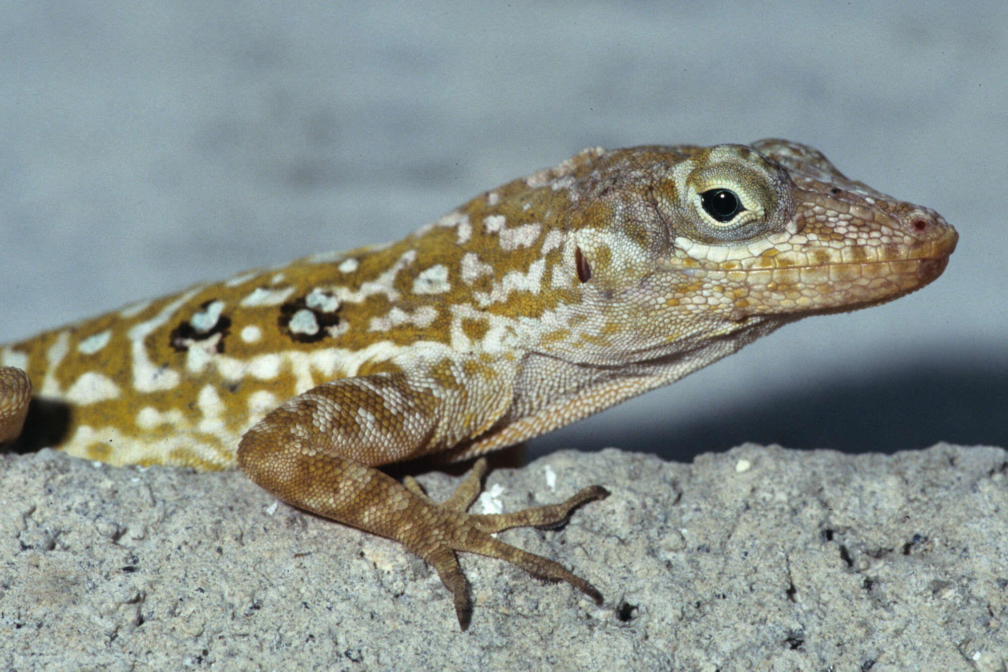 Image of Anolis oculatus cabritensis Lazell 1962