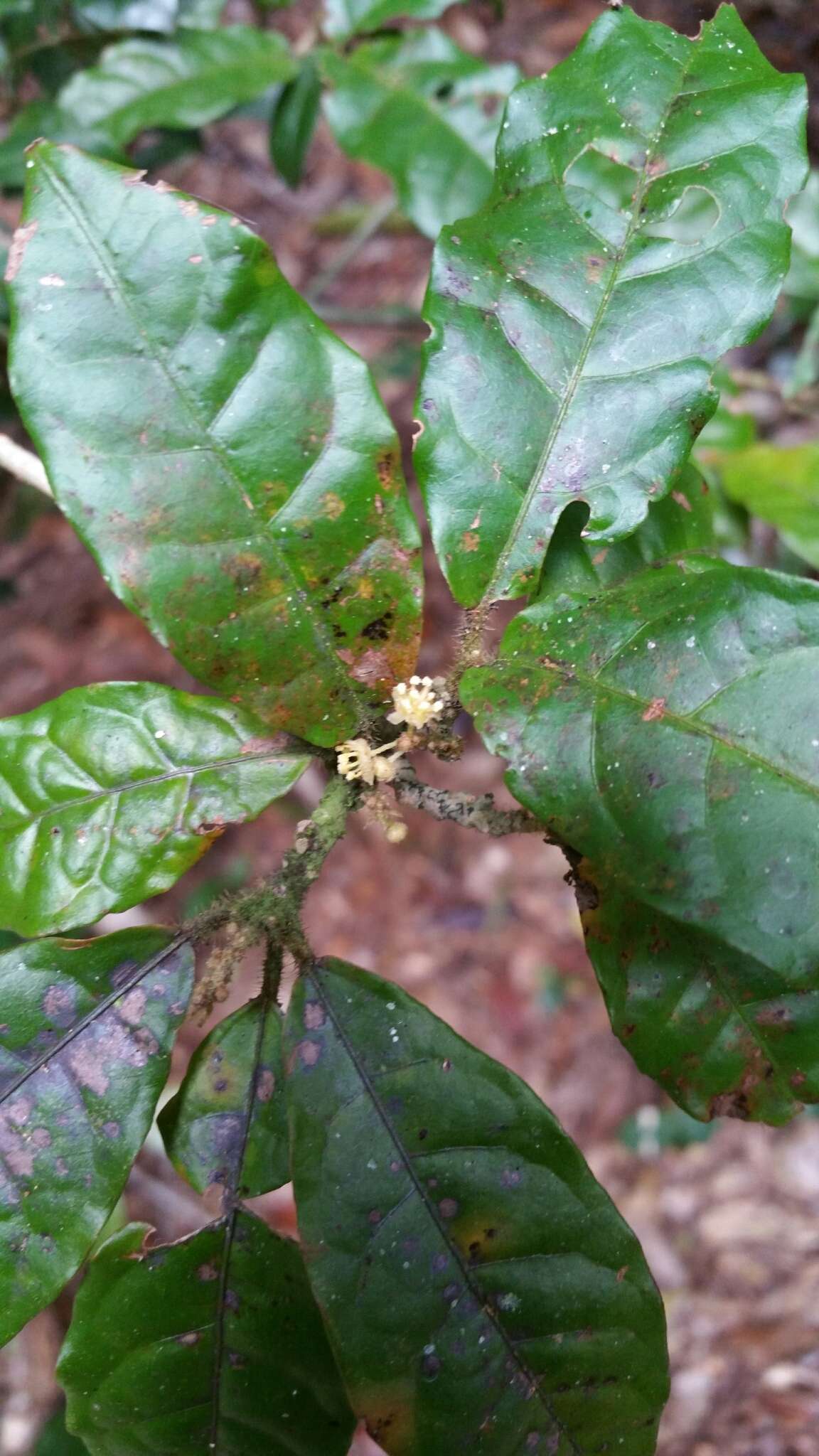 Image of Croton humbertii Leandri