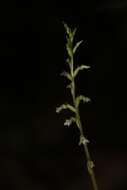 Image of Costa Rican lady's tresses