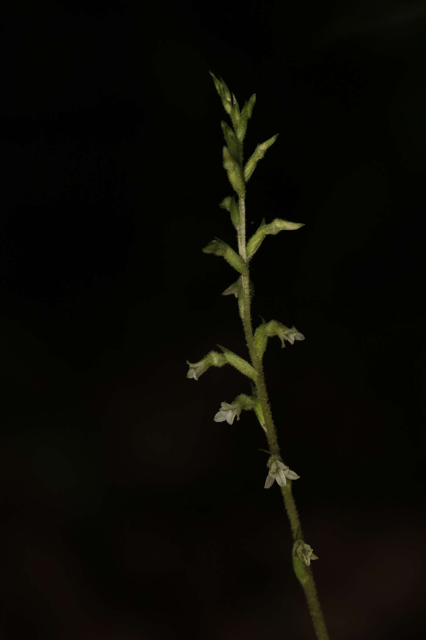 Image of Costa Rican lady's tresses