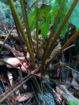 Image of stately maiden fern