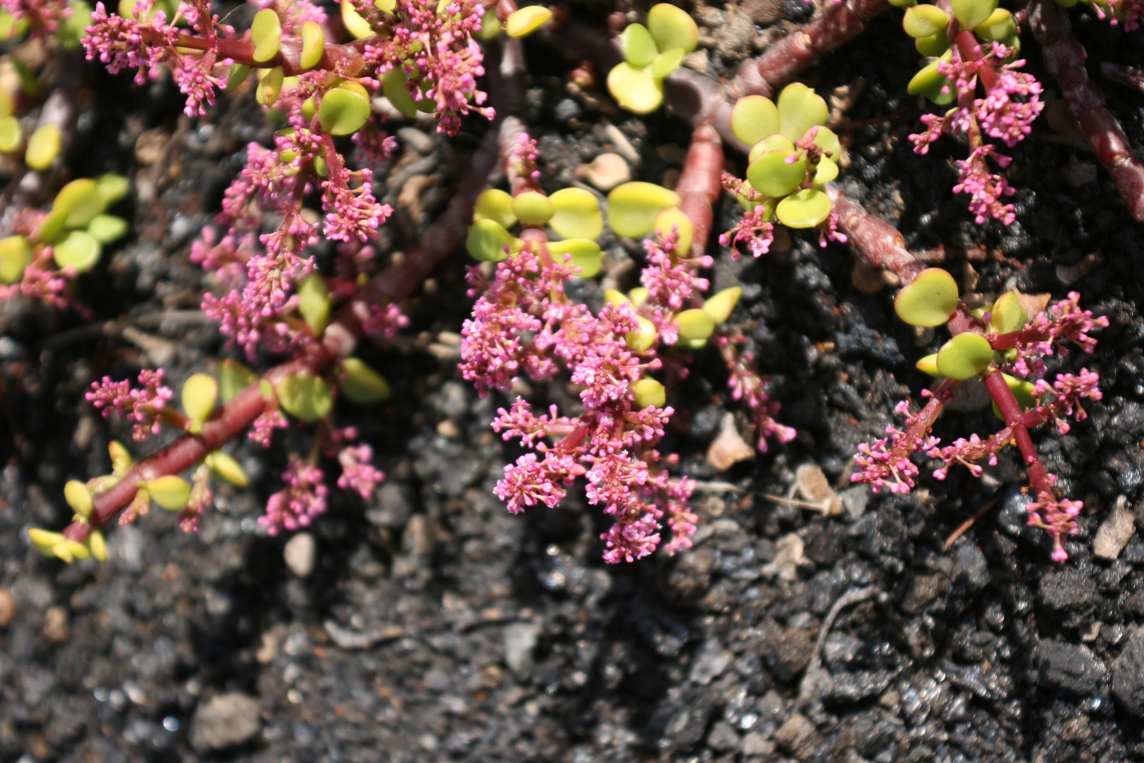 Image of portulacaria