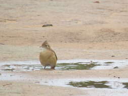 Image of Crested Hornero