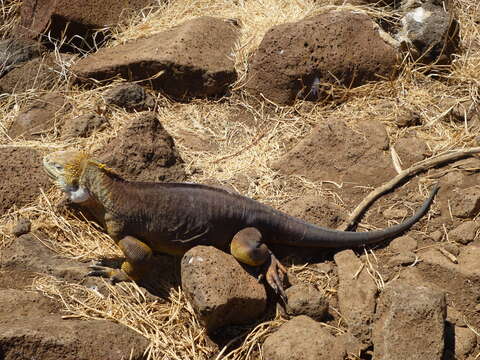 Image of Galapagos Land Iguana