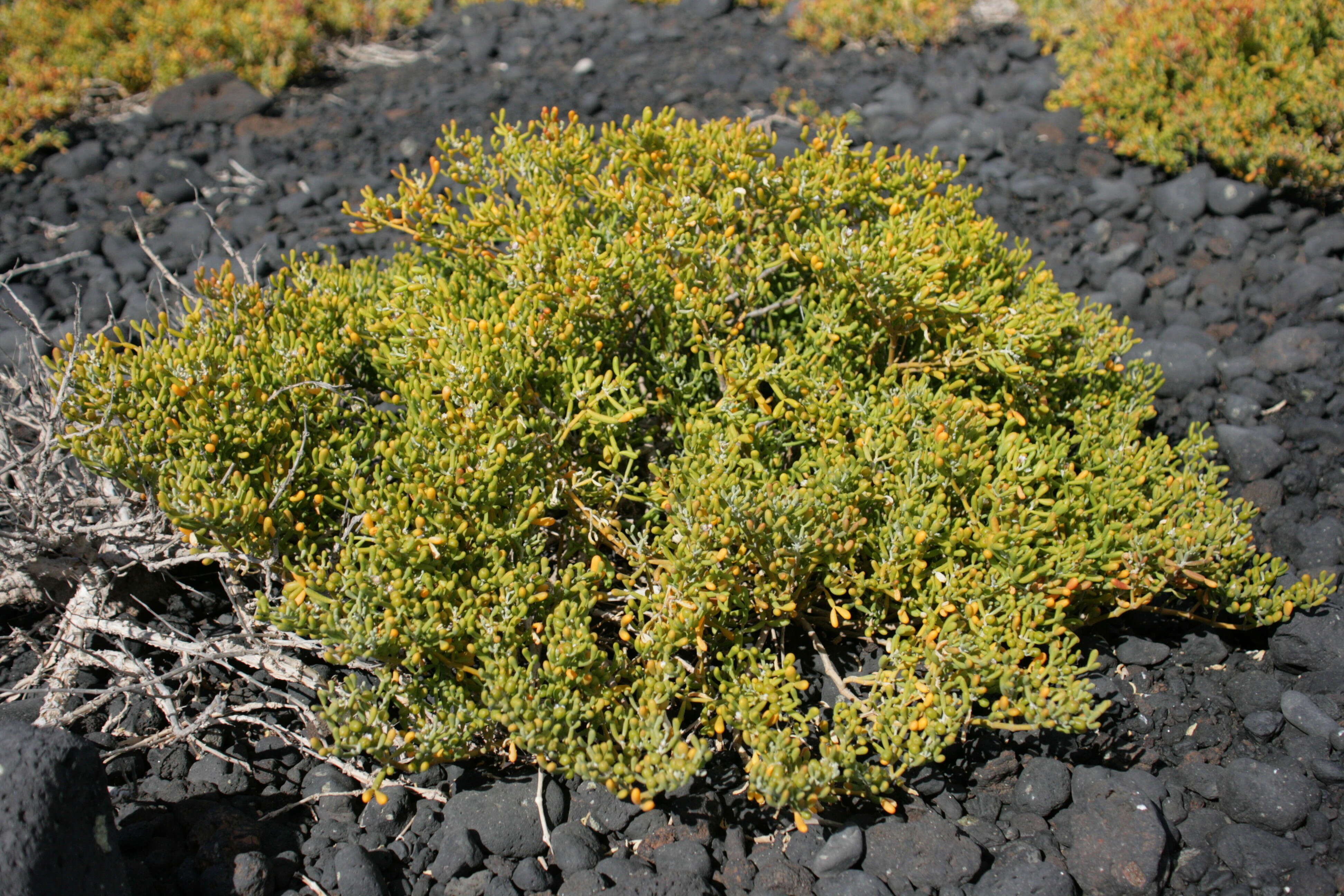 Image of Tetraena fontanesii (Webb & Berthel.) Beier & Thulin