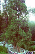 Sivun Cupressus torulosa var. gigantea (W. C. Cheng & L. K. Fu) Farjon kuva