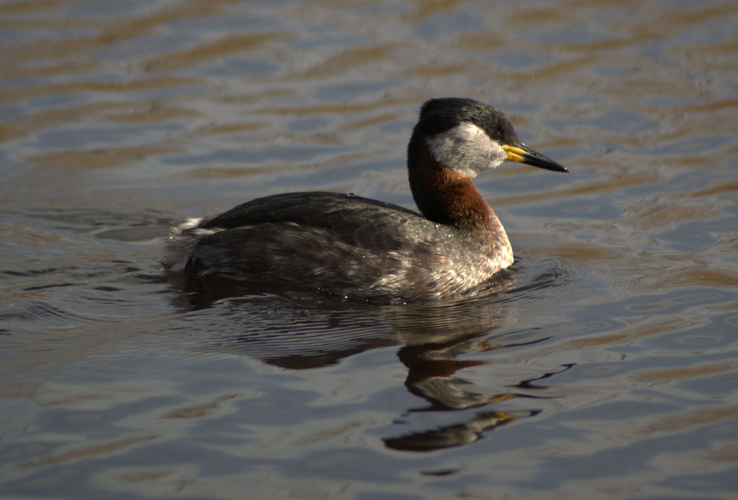 Image of grebes