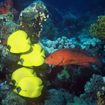 Image of Addis Butterflyfish