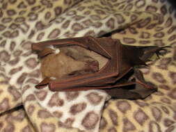 Image of Wahlberg's Epauletted Fruit Bat